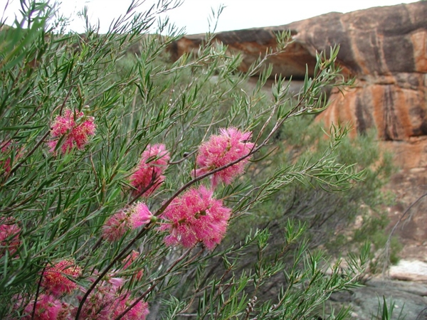The Green Trail, archived photograph 6